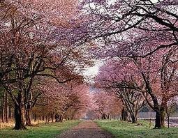 6 tháng đầu năm 2010, kim ngạch nhập khẩu hàng hoá của Việt Nam từ Nhật Bản tăng 31,9%